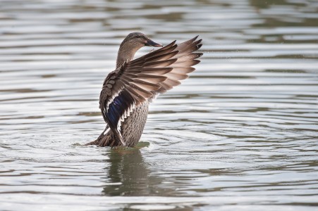 Mallard