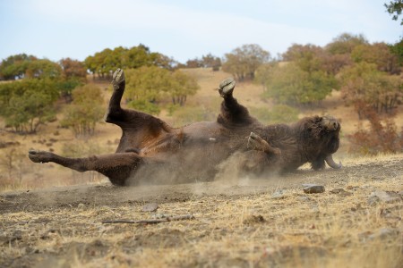 European bison
