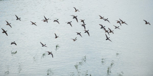 Mallard