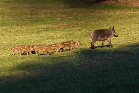 Wild boar