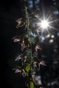 Epipactis atrorubens