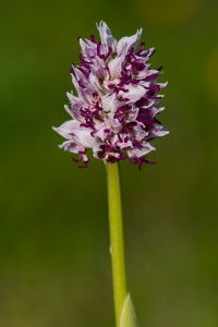 Orchis simia