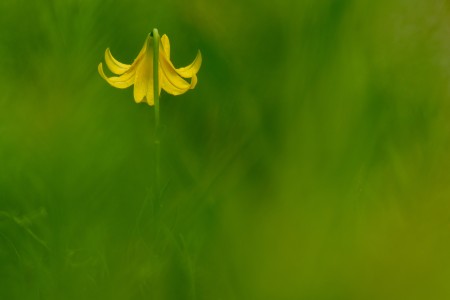 Lilium rhodopaeum