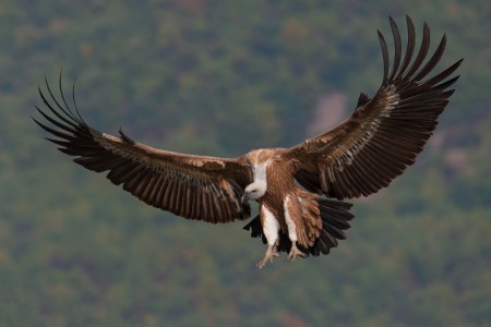 Griffon Vulture