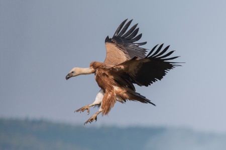 Griffon Vulture