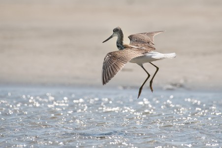 Голям зеленоног водобегач