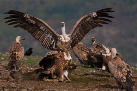 Griffon Vulture