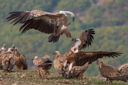 Griffon Vulture