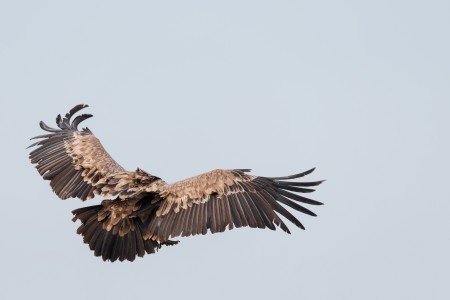 Griffon Vulture
