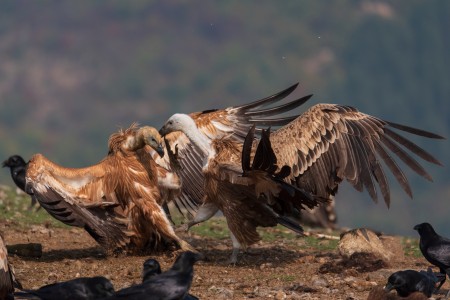 Griffon Vulture