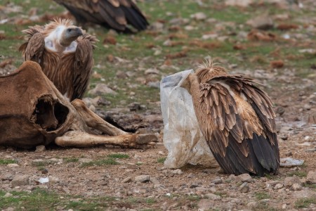 Griffon Vulture
