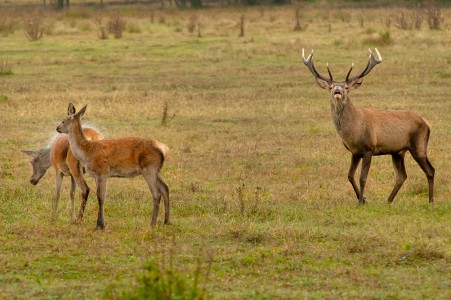 Red deer with hind