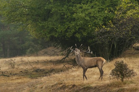Red deer