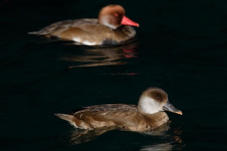 Red crested pochard