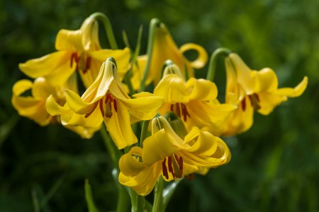 Lilium rhodopaeum