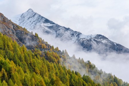 Европейска лиственица 