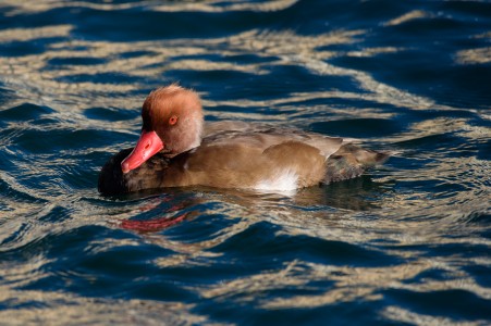 Red crested pochard