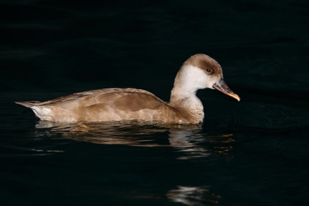 Red crested pochard