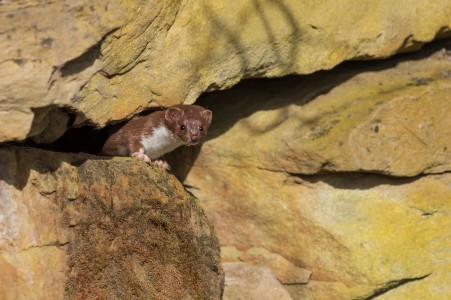 Least weasel