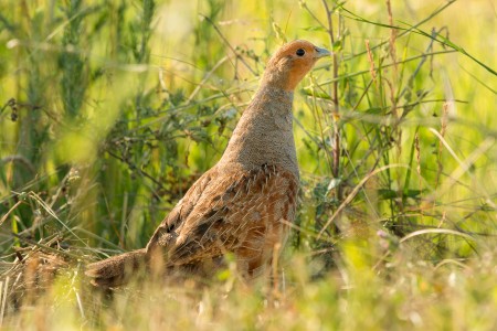 Grey partridge