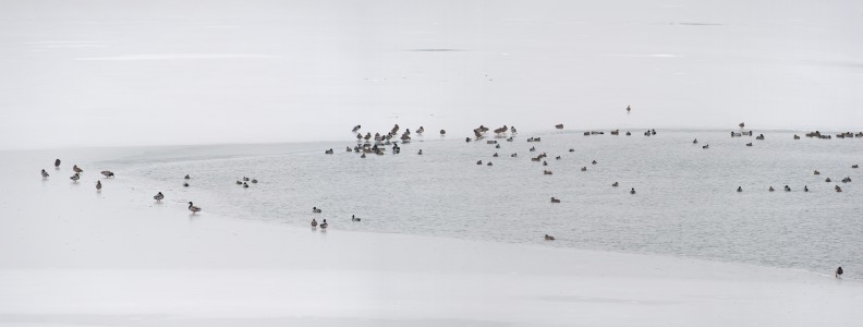 Mallard