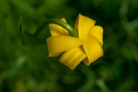 Lilium jankae