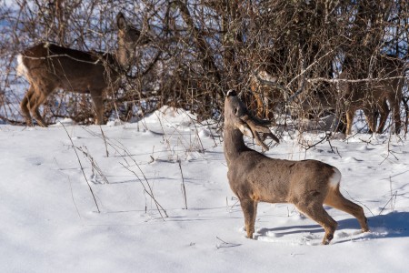 Roe deer