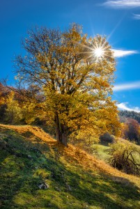 Autumn