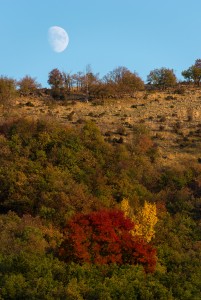 Autumn