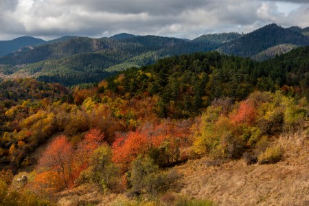 Autumn