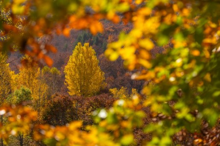 Autumn