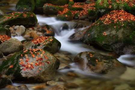 Autumn