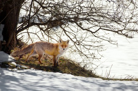 Red fox