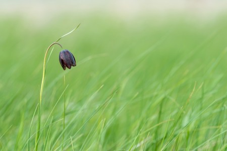 Fritillaria meleagroides