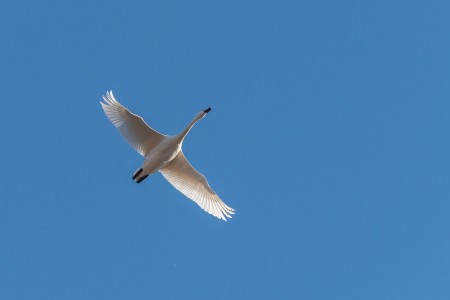 Whistling Swan