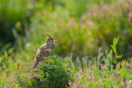 Crested Lark