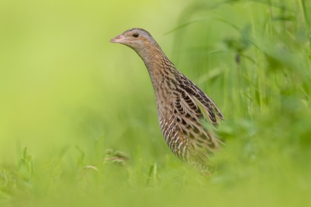 Corn Crake