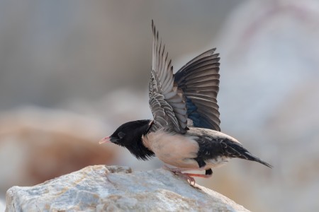 Rosy Starling