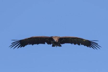 Cinereous Vulture