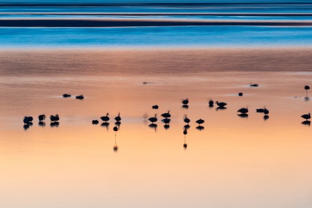 Birds at sunset