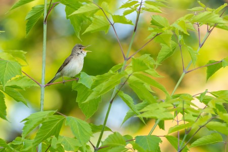 Eastern Olivaceous Warbler