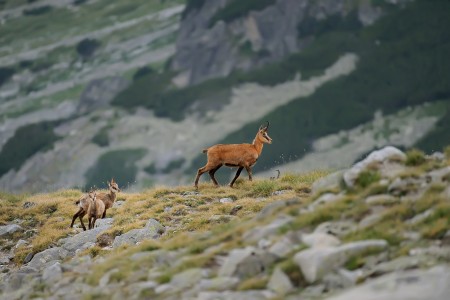 Chamois