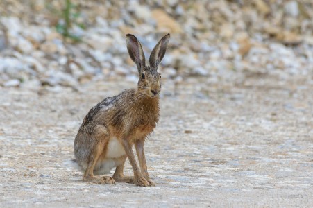 European hare