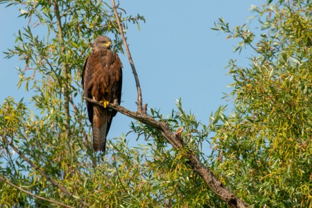Black kite