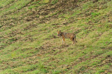 Wolf