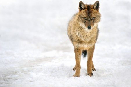 Golden jackal