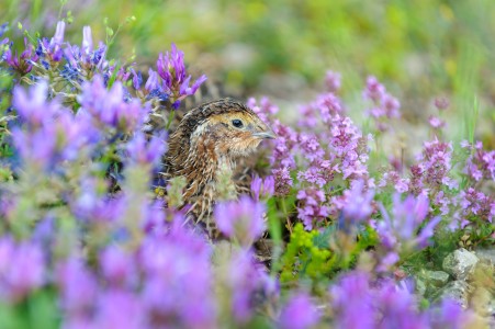 Common Quail