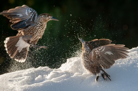 Spotted nutcracker