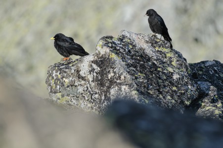 Yellow-billed Chough