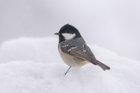 Coal Tit